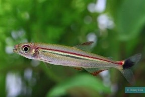 Tetra iguano — 5